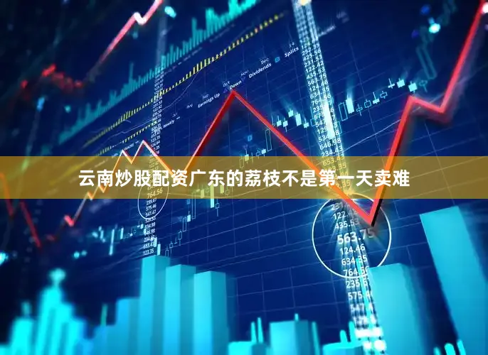 云南炒股配资广东的荔枝不是第一天卖难